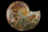 Red Iridescent Ammonite (Hoploscaphites) - South Dakota #131228-4